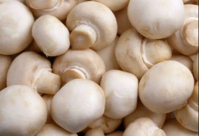 paddestoel champignons zwammen